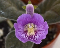 Sinningia SRG’s Purple Eruption